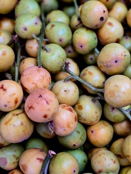 Lotkon (Baccaurea ramiflora) Fruits Hanging on Tree