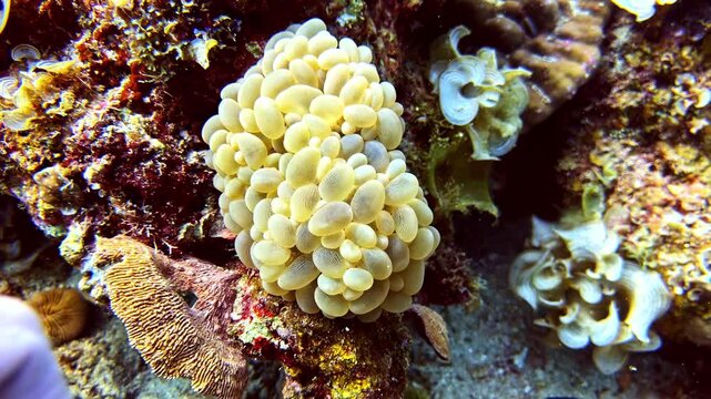 A close up of a diver gently waving his hand to create a current near a vibrant, green, grape like colony of bubble coral.