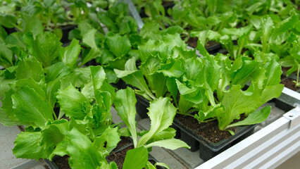 Obraz premium Crisphead lettuce. Crisp iceberg seedlings growth. Greens vibrant leaves in black trays. Earlystage iceberg starting growing in urban sustainable farming. Microgreen business. Eco gardening ventures.