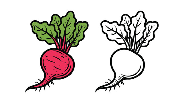Beetroot vector illustration with colorful and black and white versions side by side