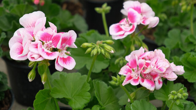 Closeup pink pelargonium flowers greenhouse, potted plants, lush green soft leaves, ideal for broll intro. Decorative Bright blossoms in greenhouse setting. Vivid pelargoniums. Beautiful Nature video