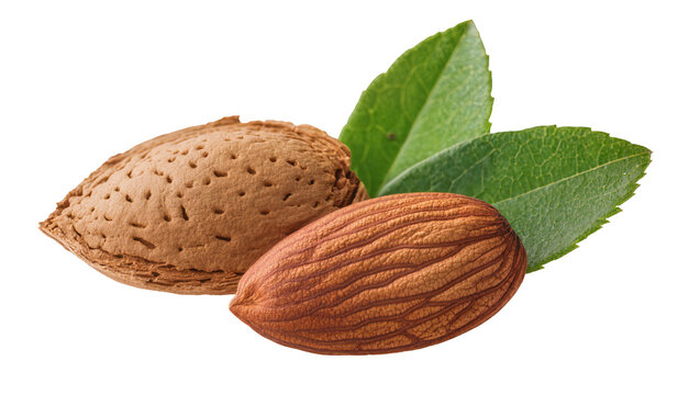 Almond nut with shell and leaves