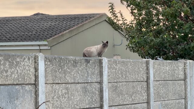 A feral grey Cat walks on a wall in a suburban neighborhood