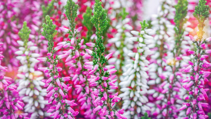 Obraz premium Colorful flowers fill the garden with pink and white blooms during the sunny spring day in the park