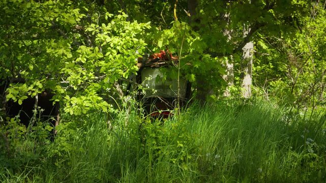 A wide view of an abandoned fuel pump hidden in dense summer vegetation on a rural farm. The scene captures decay, forgotten machinery and nature reclaiming old equipment.