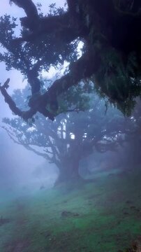 Tress in long fiels in evining time