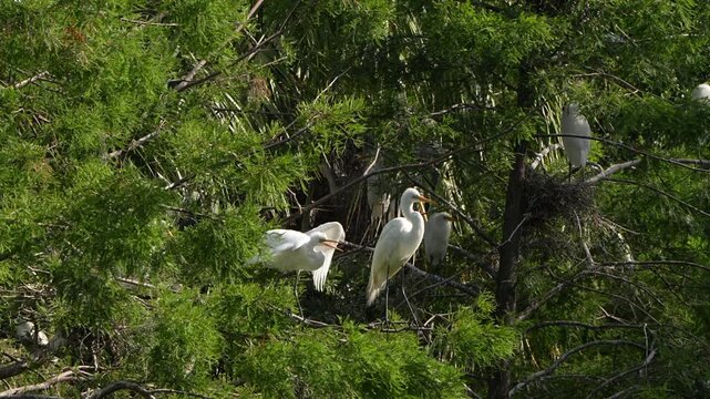 Two great egrets tussling in a tree