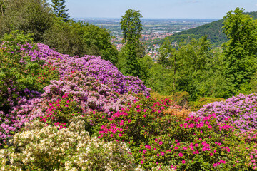 Obraz premium Bright rhododendron and azalea flowers bloom in a garden overlooking a valley on a sunny day