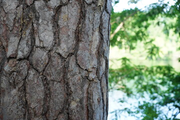 Fototapeta premium Nahaufnahme der rauen Rinde einer Waldkiefer (Pinus sylvestris) mit verschwommenem See und grünen Bäumen im Hintergrund