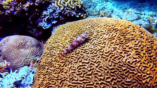 The spotted lizardfish lies camouflaged on a brain coral reef on the ocean floor.