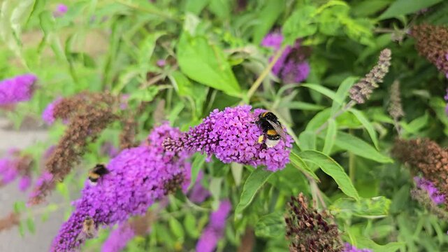 Bumblebee pollinating a purple buddleia flower on a summer day in slow motion