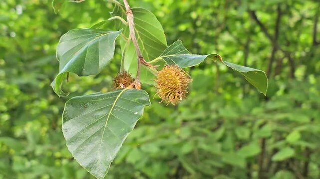 European beech tree branch with green leaves and spiky beechnuts moving in the breeze
