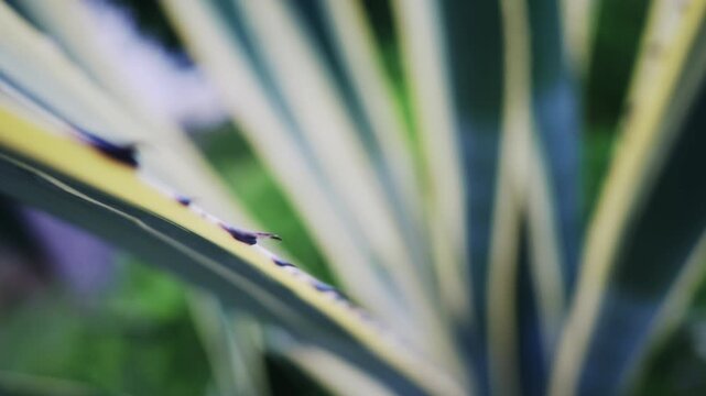 Aloe vera plant leaf showcasing its distinct thorns and variegated edges