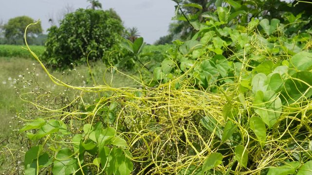 Dodder parasite covering host plant with dense yellow stems