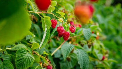 Fresh raspberries grow on bushes in a berry farm during mid-summer season in a sunny location © Fleuronica