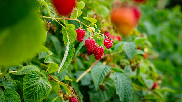 Fresh raspberries grow on bushes in a berry farm during mid-summer season in a sunny location