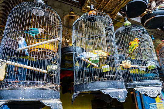 Colorful parakeets in cages at a market in Kota Malang