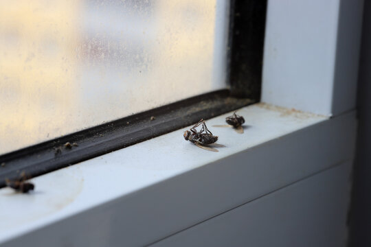 Several dead flies on a window sill, Close Up.