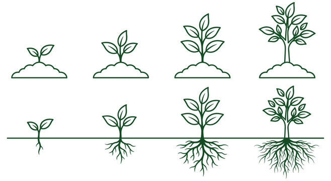 Plant growth sequence vector illustration icon set showing evolution.