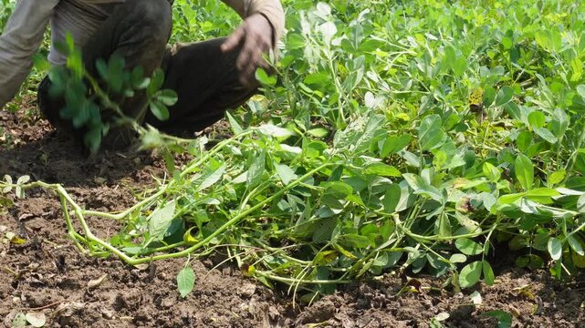 Person harvesting groundnut plants in field with care