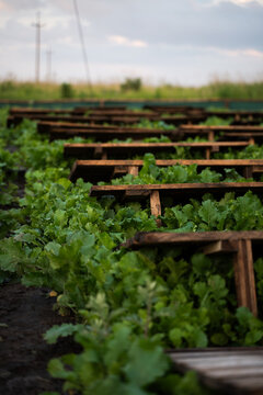 Open air snail farming field with wooden platforms over leafy crops, heliciculture and sustainable livestock system
