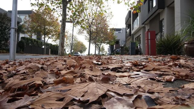 Thick, brown fallen plane tree leaves covering a footpath, a row of contemporary multi-story residential townhouse in background. Seasonal change in modern Australian neighborhood in Caroline Springs
