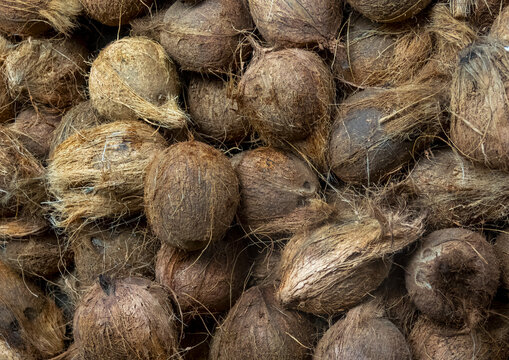 Coconuts for sale, Inhambane Province, Vilankulo, Mozambique