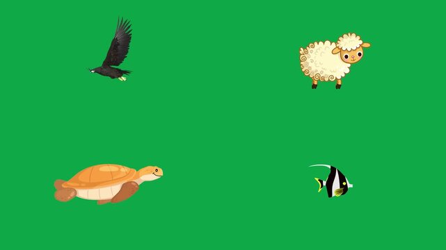 Crow Sheep Turtle Angelfish animation on green screen chroma key background flat lighting no shadow flush edge isolated minimal animated character perfect compositing vfx asset high quality render