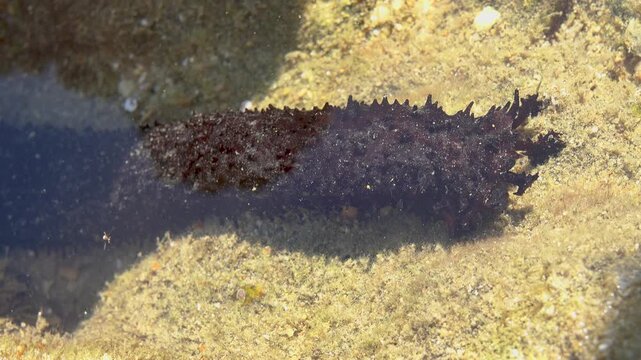 Feeding tentacles and connective tissue work. Edible sea cucumber (Holothuria edulis) feeds on the sandy bottom of the Andaman sea infauna. Thailand