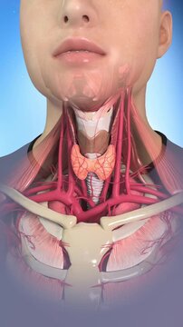 Medical teaching visualization in 3D: neck anatomy including thyroid, muscles, vessels, trachea, and pharynx. Endocrine system and glandular structures for education.