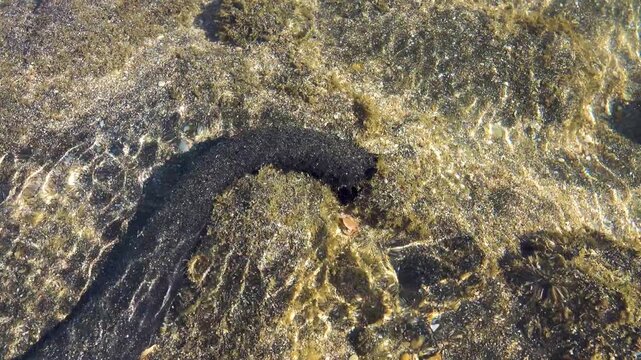 Feeding tentacles and connective tissue work. Edible sea cucumber (Holothuria edulis) feeds on the sandy bottom of the Andaman sea infauna. Thailand