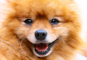 Naklejka premium Cute close up face portrait of a Pomeranian Spitz (Pommy or Pome) a breed of dog of the Spitz type with creamy fox like brownish colored fluffy hair. Classed as a toy dog breed because of its small si