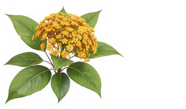 Kadamba Blossom Realistic Vector Floral Illustration Tropical Botanical Flower Isolated on White