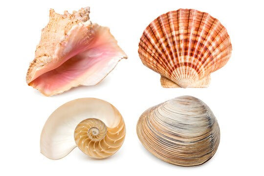 Collection of marine seashell specimens including queen conch, scallop, nautilus and clam shell isolated on pure white background