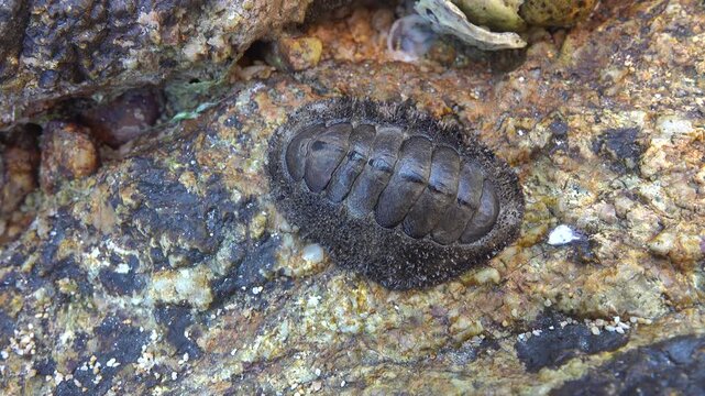 coat-of-mail shells (Loricata) muscular foot. Leg orange, two rows of gills on sides of body and mouth opening. bottom of the Andamant Sea infauna. Thailand