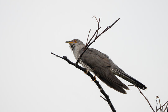 Close-up of a Common Cuckoo (Cuculus canorus) perched. Shows distinct ashy-gray upperparts, barred white underparts, yellow eye-ring, and slightly curved dark beak. Sharp detail