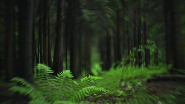 Circular bokeh portal in coniferous forest