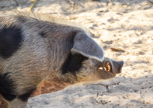 Pig with tusks, Inhambane Province, Inhambane, Mozambique