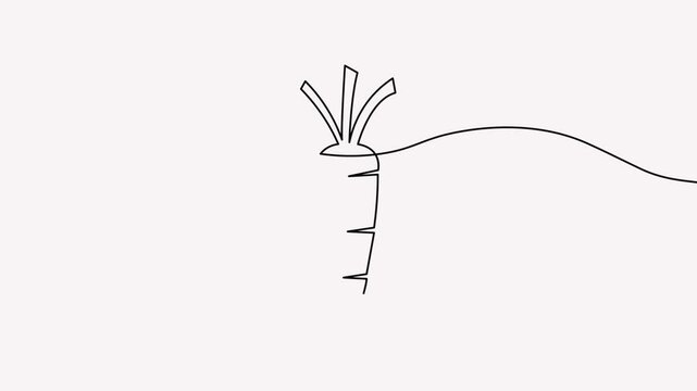 Carrot continuous line 4K animation video displays an organic vegetable concept for healthy cooking