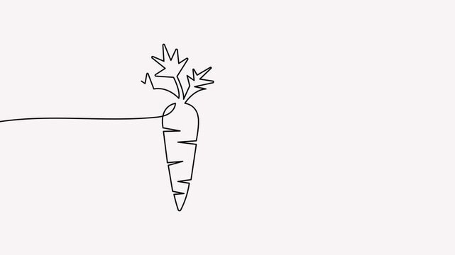 Carrot continuous line 4K animation video displays an organic vegetable concept for healthy cooking