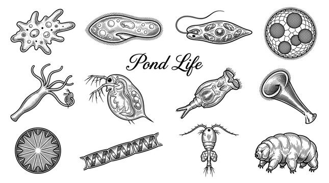 Pond Life Microscopic Organisms Vector Collection. Engraving Style Illustrations of Amoeba, Paramecium, Tardigrade, Daphnia, Hydra, and Algae for Scientific and Educational Design.