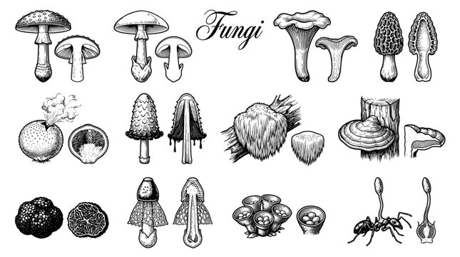 Vintage Mushroom Botanical Illustration Set, Hand Drawn Fungi Collection with Cross Sections in Engraving Style, Vector Art