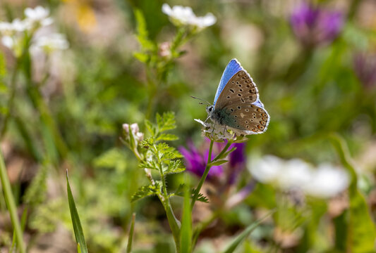 Many-eyed Sky Blue butterfly (Lysandra bellargus) on the plant