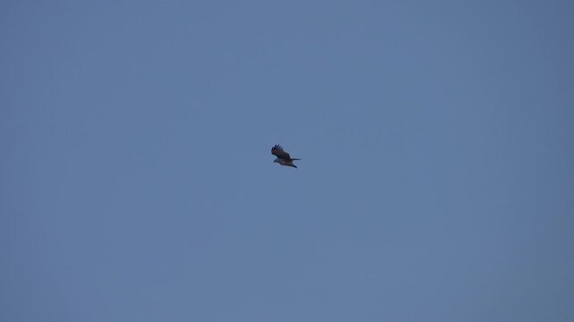 Probabaly brahminy kite (Haliastur indus) is going down. Thailand