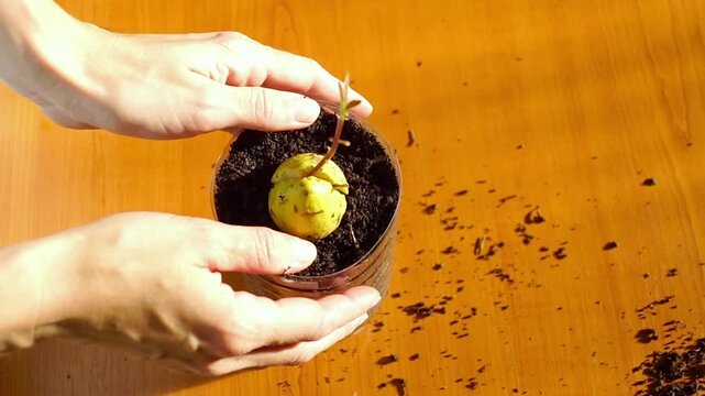 Close-up of person adjusting soil around avocado plant grown from seed inside reused bottle pot. Conveys household upcycling practices, low-cost home gardening approaches, waste reduction strategies.