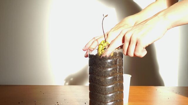 Hands level and firm substrate around young avocado seedling inside modified plastic container. Shows adaptive growing methods, residential harvest experimentation, and early-stage plant cultivation.