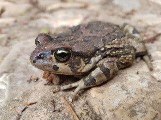 Obraz premium A Raucous Toad rests on a stone path during the day