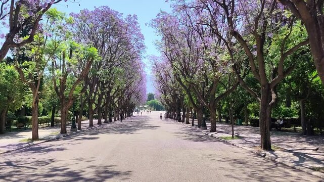 View of people strolling along the scenic pedestrian street in Zappeion Gardens, framed by vibrant purple jacaranda trees in full bloom, creating a picturesque springtime atmosphere.