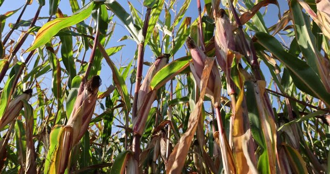 corn field in the process of harvesting, an open corn field with the remains of stalks against the azure sky with high detail