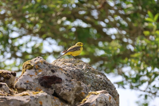 the beautiful male western yellow wagtail (Motacilla flava)